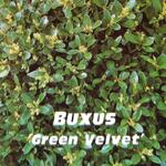 Buxus 'Green Velvet' - Buxus 'Green Velvet' - Buxus, randpalm