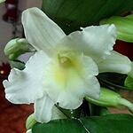 Dendrobium nobile Sunny Bird 'Shine Day' - Orchidee
