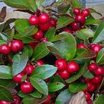 Gaultheria procumbens WINTER PEARLS 'Red Baron' - Bergthee