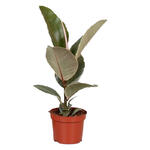 Ficus elastica 'Tineke' - Rubberplant