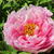 Paeonia suffruticosa  (roze)