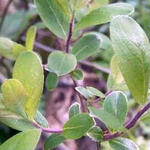 Salix aurita - Geoorde wilg - Salix aurita