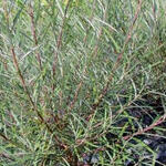 Salix purpurea - Bittere wilg - Salix purpurea