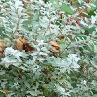 Salix repens var. nitida