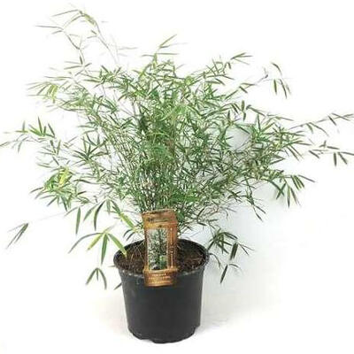 Bamboe - Fargesia angustissima