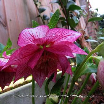 Helleborus x hybridus 'SPRING PROMISE Lily'
