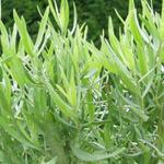 Artemisia dracunculus 'Senior' - Franse dragon