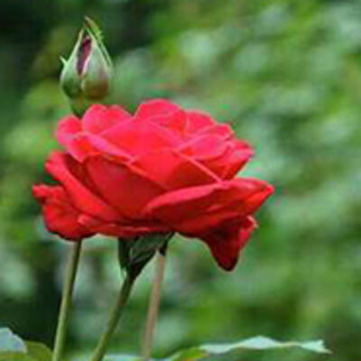 Roos - Rosa 'Dame de Coeur'