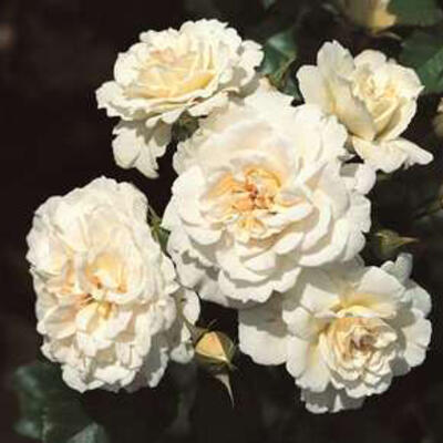 Roos - Rosa 'Petticoat'
