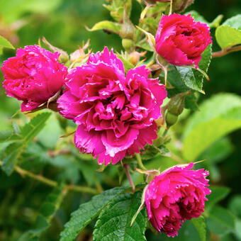 Rosa 'Pink Grootendorst'