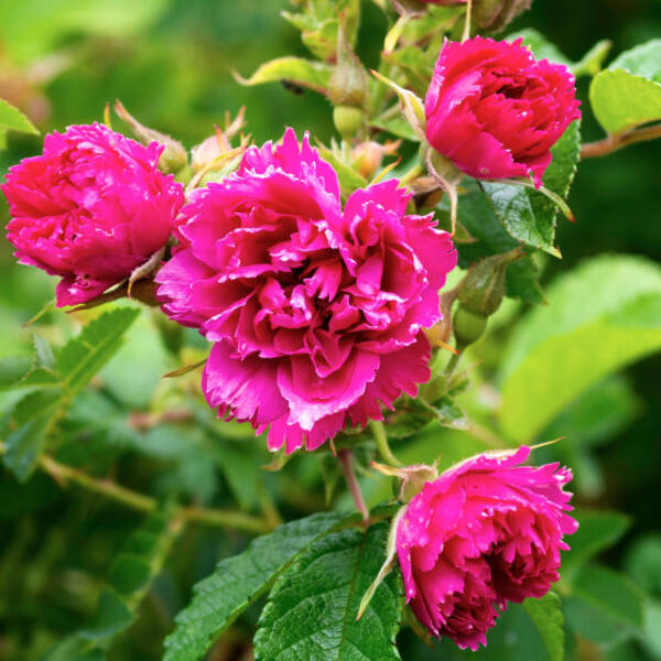 Wacht even Boodschapper diefstal Roos - Rosa 'Pink Grootendorst' - Rozen - Planten online kopen | Tuinadvies