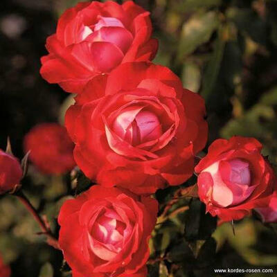Roos - Rosa 'Planten un Blomen'