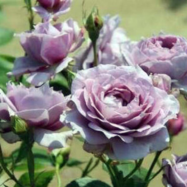 nietig lavendel Uitdrukkelijk Roos - Rosa 'Poseidon' - Rozen - Planten online kopen | Tuinadvies
