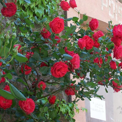 regering Nat plafond Klimroos (rood) - Rosa - climbing (rood) | Planten online kopen