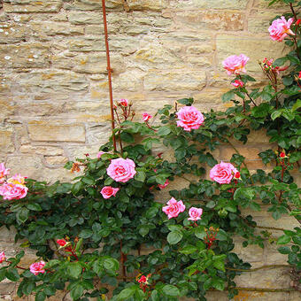 Rosa - climbing (roze)
