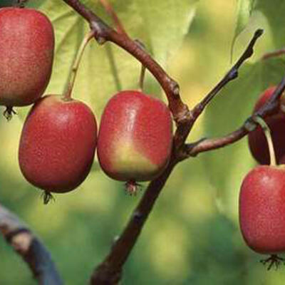 Actinidia arguta 'Ken's Red' - Kiwibes, minikiwi, kiwiberry