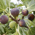 Ficus carica 'Rouge de Bordeaux' - Vijg - Ficus carica 'Rouge de Bordeaux'