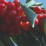 Prunus avium 'Bigarreau Napoleon' - Kerselaar - Prunus avium 'Bigarreau Napoleon'