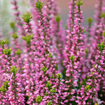 Calluna vulgaris (roze) - Dopheide / zomerheide / struikheide / bezemheide