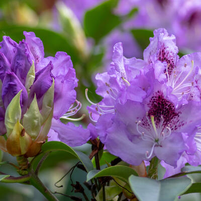 Rododendron - Rhododendron 'Blue Jay'