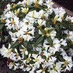 Rhododendron 'Dora Amateis' - Rododendron - Rhododendron 'Dora Amateis'