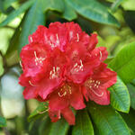 Rhododendron 'Elizabeth' - Rododendron - Rhododendron 'Elizabeth'