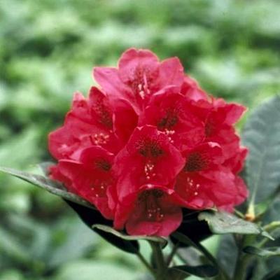Rododendron - Rhododendron 'Lord Roberts'