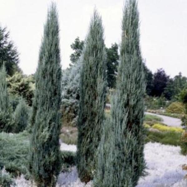 Jeneverbes - Juniperus  scopulorum 'Blue Arrow'