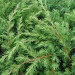 Jeneverbes - Juniperus rigida subsp. conferta 'Blue Pacific'