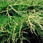 Pfitzer jeneverbes - Juniperus x pfitzeriana 'Old Gold'