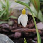 Galanthus plicatus 'Madeleine' - Geplooid sneeuwklokje