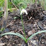 Galanthus rizehensis - Sneeuwklokje