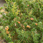 Berberis x stenophylla - Smalbladige zuurbes