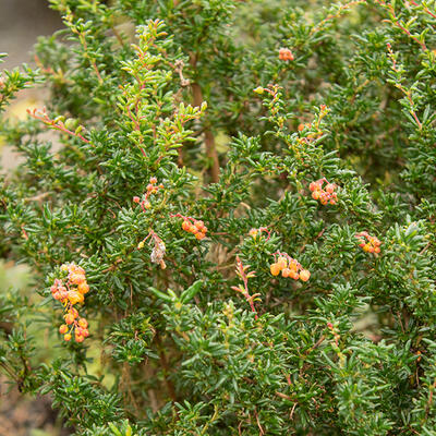 Smalbladige zuurbes - Berberis x stenophylla