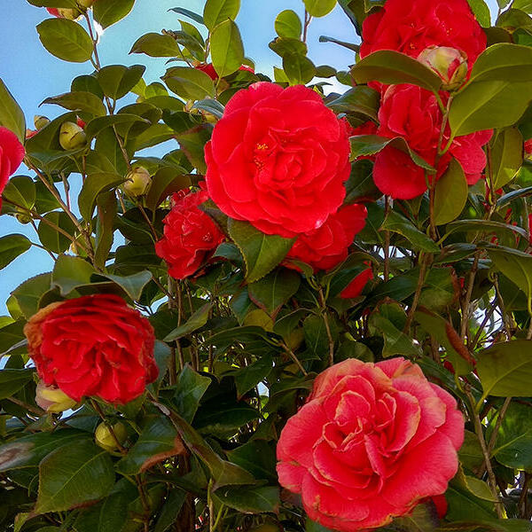 Camelia - Camellia japonica (Rood) | Sierheesters - Struiken | online kopen | Tuinadvies
