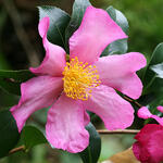 Camellia sasanqua - Camelia - Camellia sasanqua