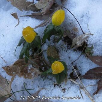 Eranthis  hyemalis