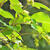 Corylopsis spicata