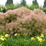 Cotinus coggygria 'Young Lady' - Pruikenboom
