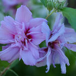Hibiscus syriacus 'Lavender CHIFFON' - Altheastruik - Hibiscus syriacus 'Lavender CHIFFON'