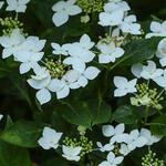 Hydrangea macrophylla 'Lanarth White' - Hortensia