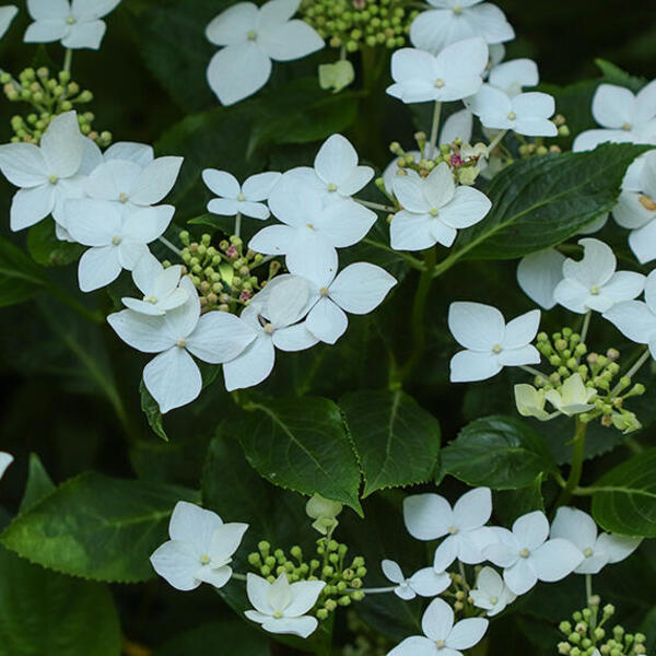 Hortensia - Hydrangea macrophylla 'Lanarth White'
