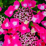 Hydrangea macrophylla 'Teller Pink' - Hortensia - Hydrangea macrophylla 'Teller Pink'