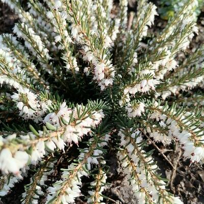 Winterheide, Dopheide - Erica x darleyensis (wit)