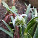 Galanthus 'Hippolyta' - Sneeuwklokje