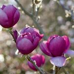 Beverboom - Magnolia 'Black Tulip'