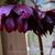 Helleborus orientalis 'Purple Pink Pompon'
