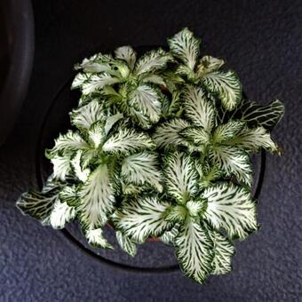 Fittonia albivenis (Verschaffeltii Group) 'White Forest Flame'
