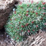 Armeria juniperifolia 'Drake's Deep Form' - Engels gras