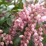 Pieris japonica 'Valley rose' - Rotsheide